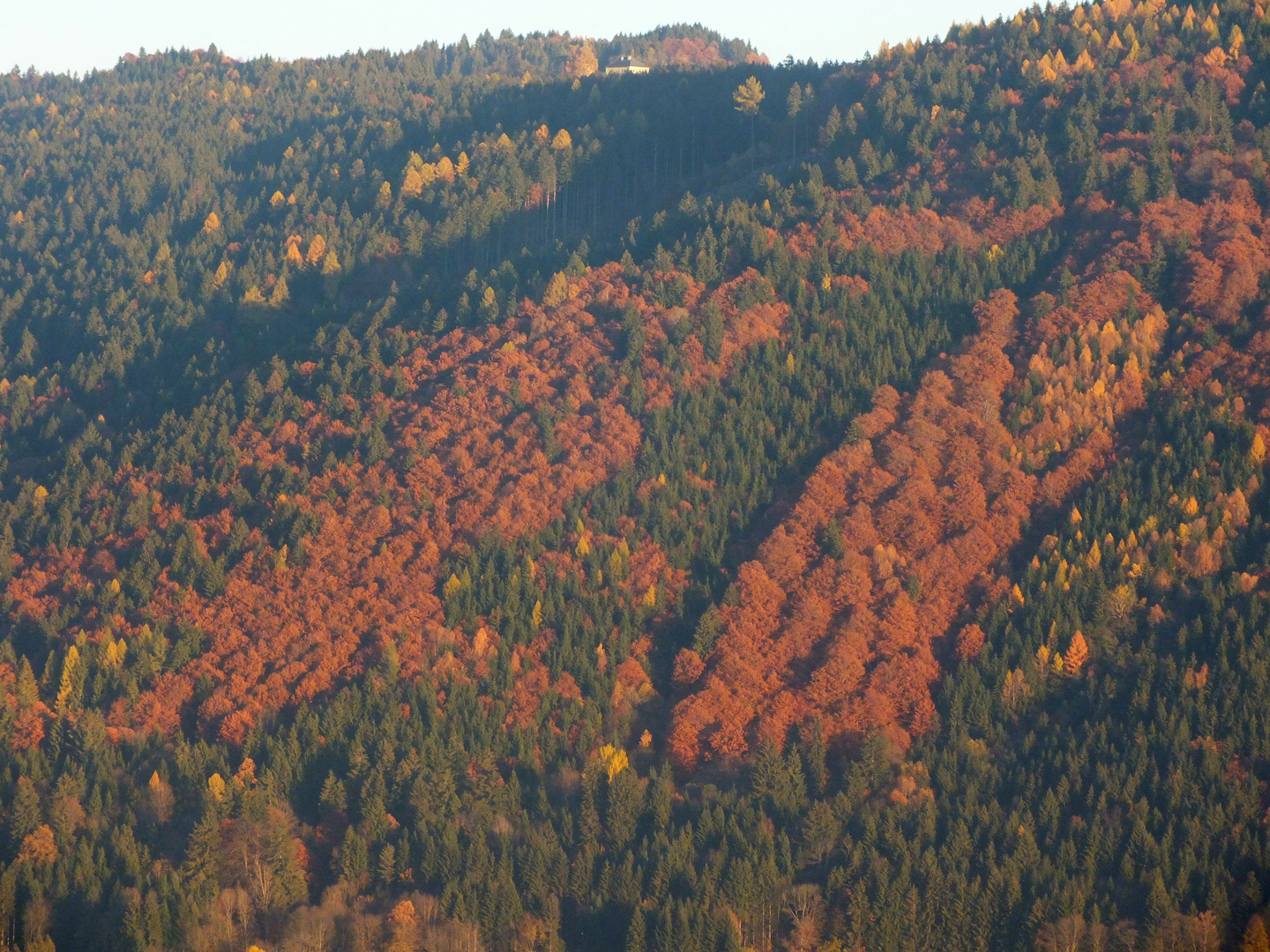 Herbstwald