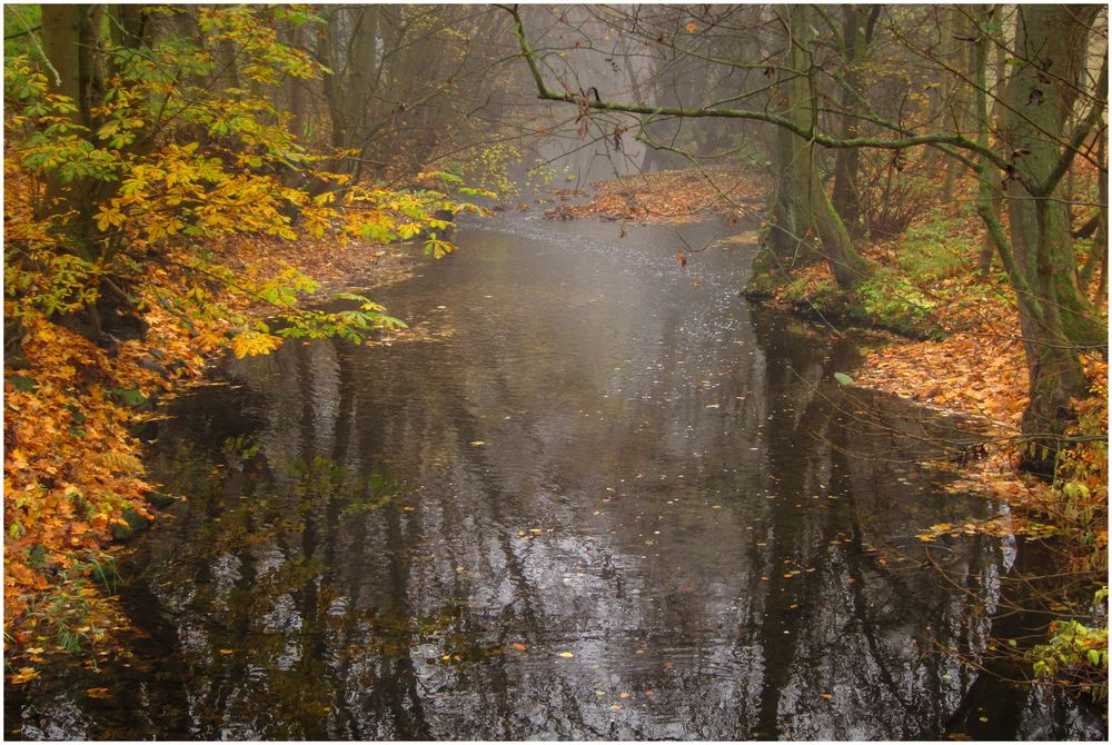 Herbstwald 7