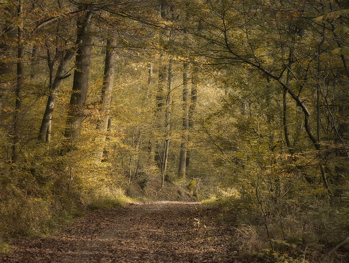 Herbstwald