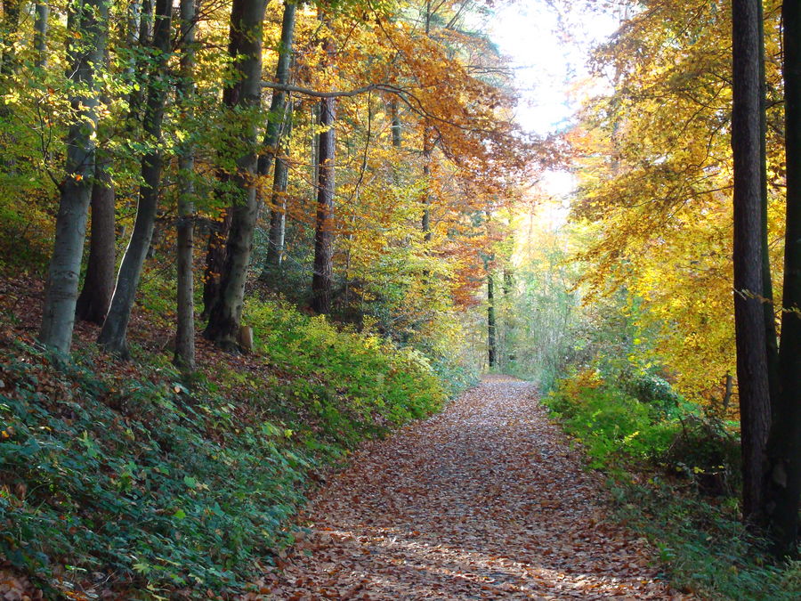 Herbstwald