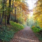 Herbstwald