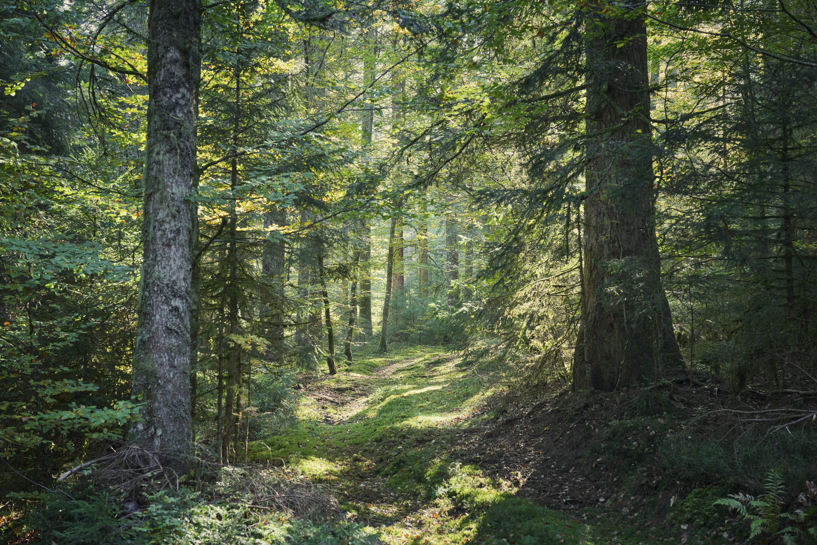 Herbstwald