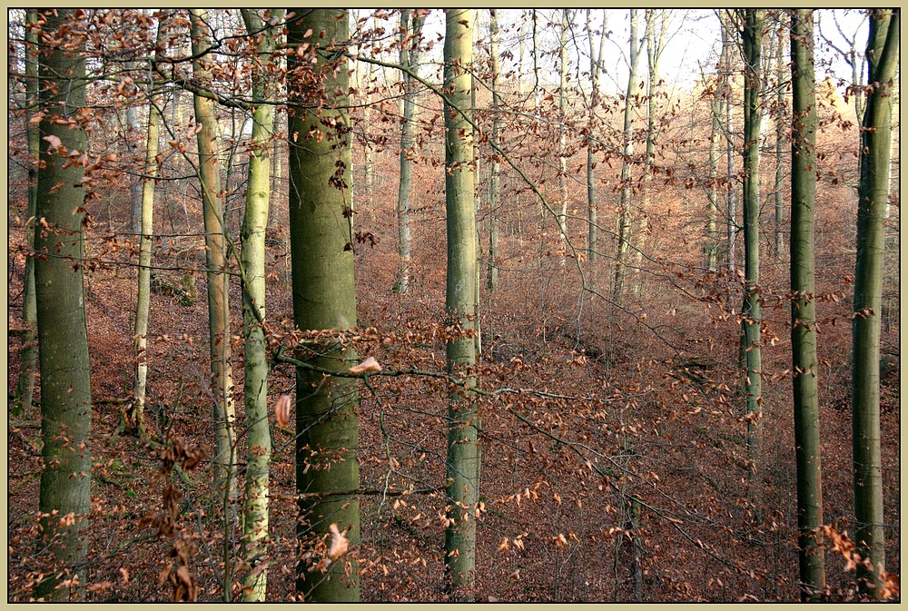 Herbstwald