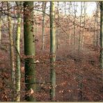 Herbstwald