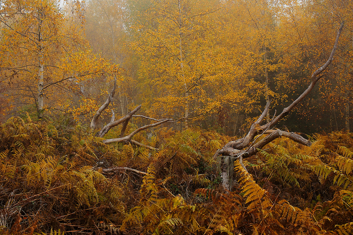 Herbstwald