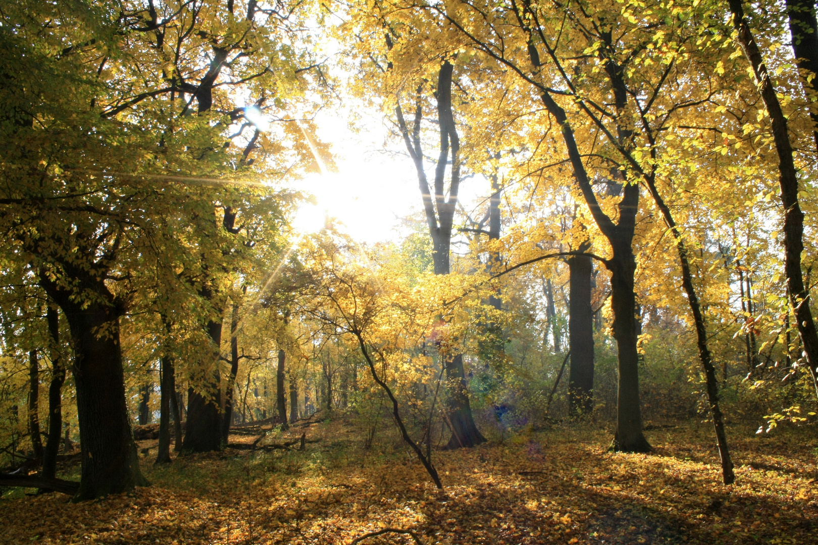 Herbstwald