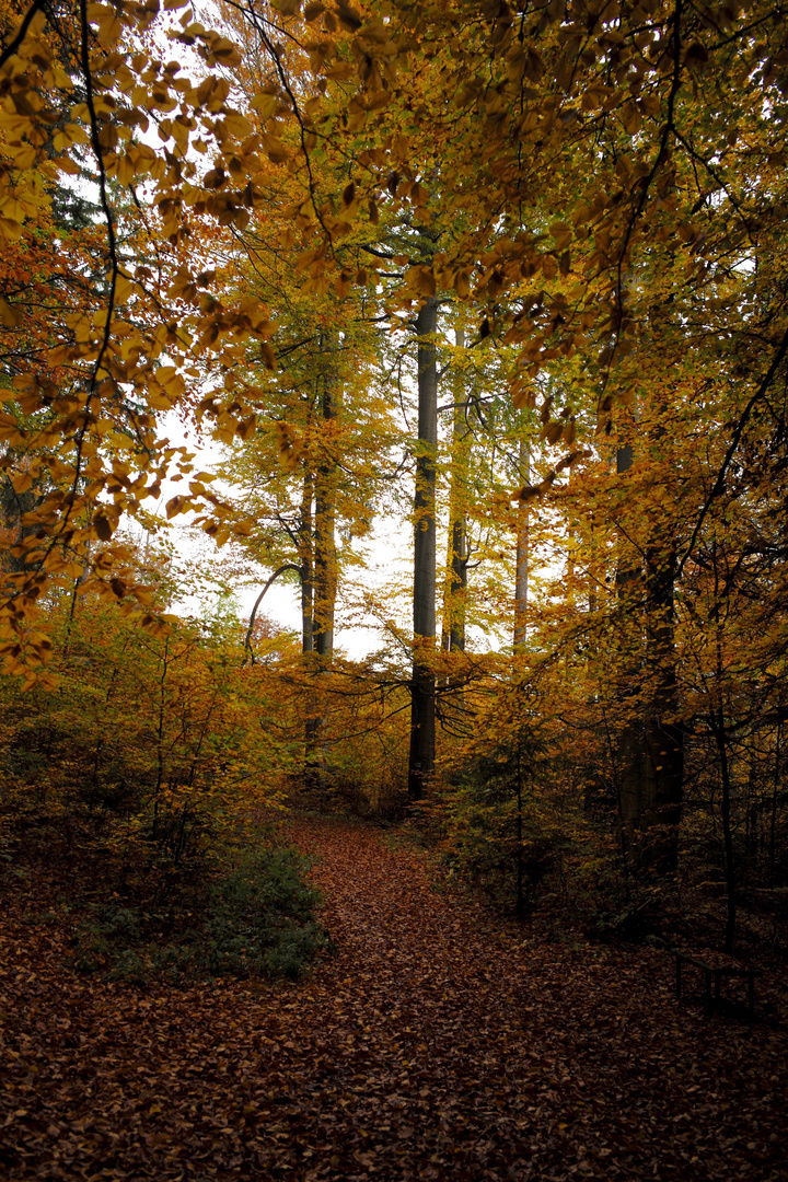 Herbstwald