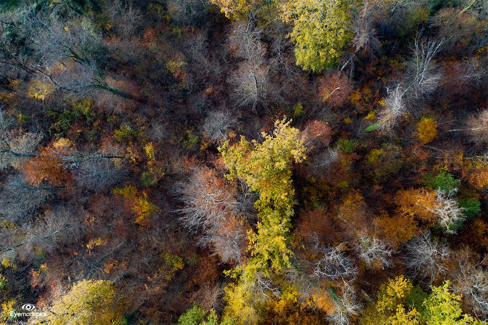 Herbstwald