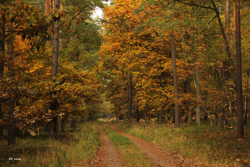 Herbstwald