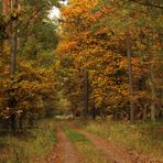 Herbstwald