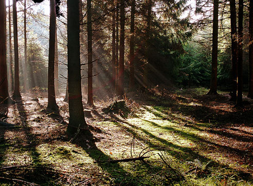 Herbstwald