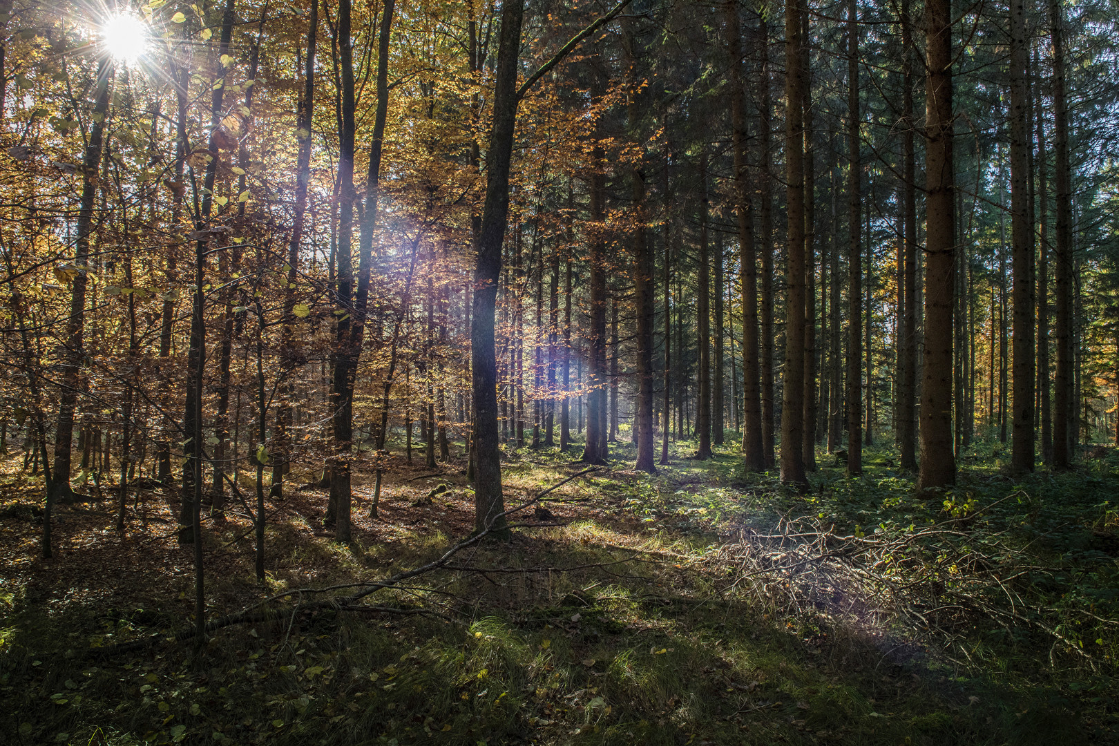 Herbstwald