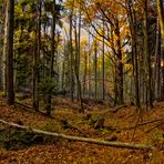 herbstwald