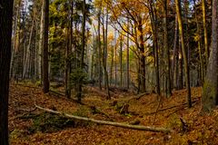 herbstwald