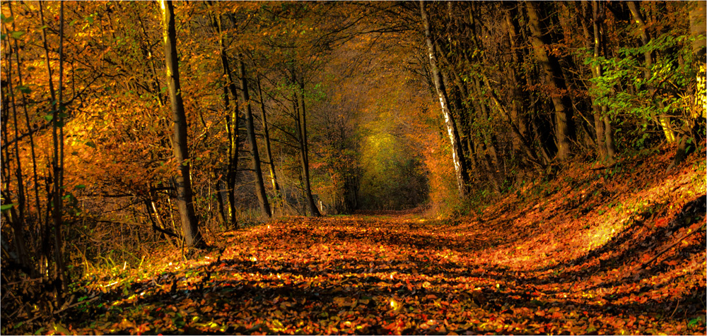 Herbstwald