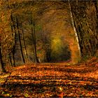 Herbstwald