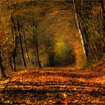 Herbstwald