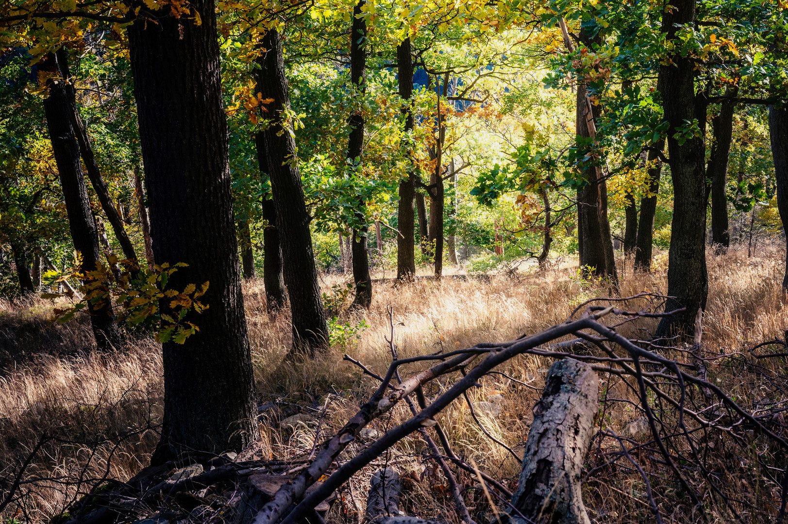 Herbstwald