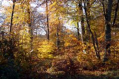 Herbstwald