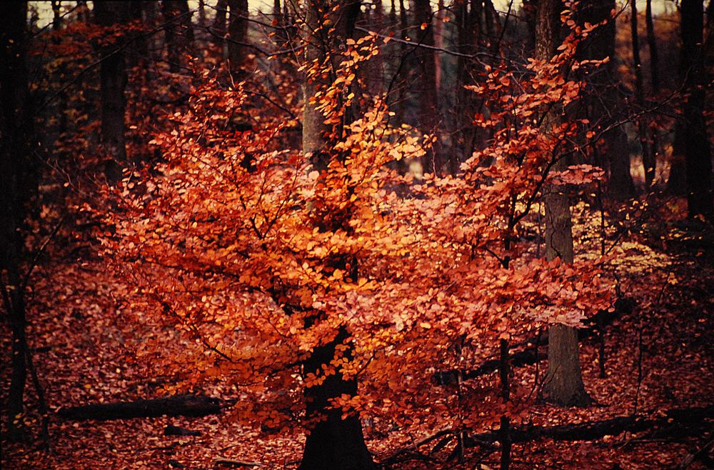 Herbstwald