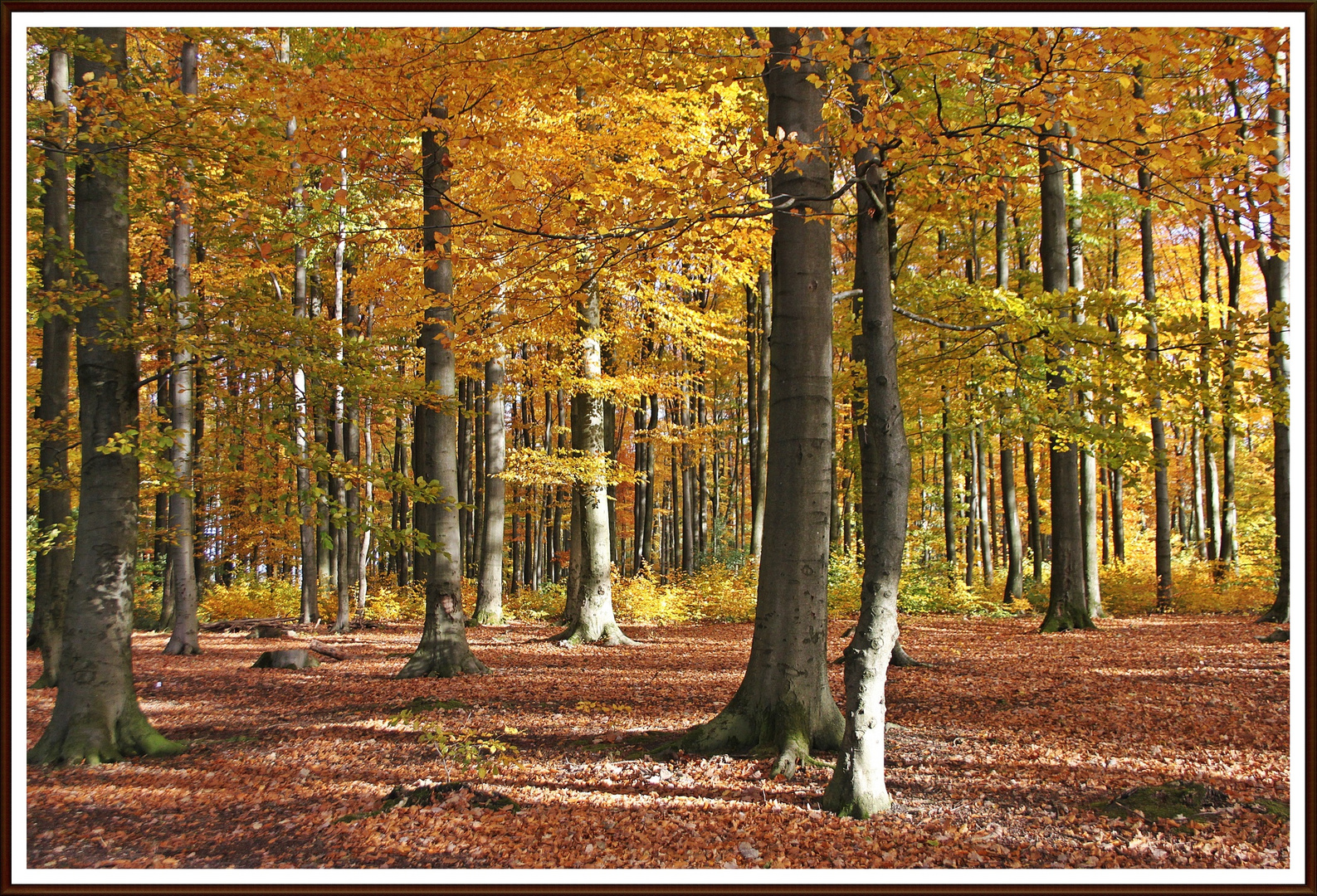 Herbstwald