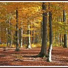 Herbstwald