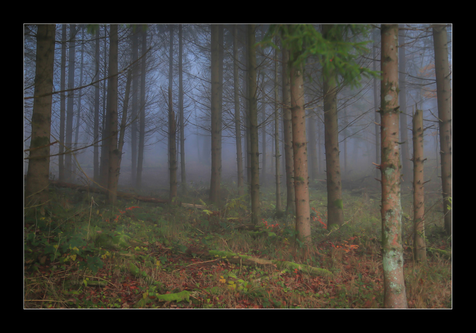 Herbstwald