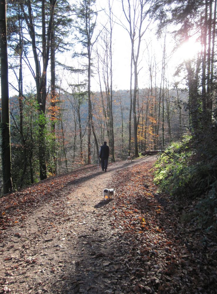 herbstwald