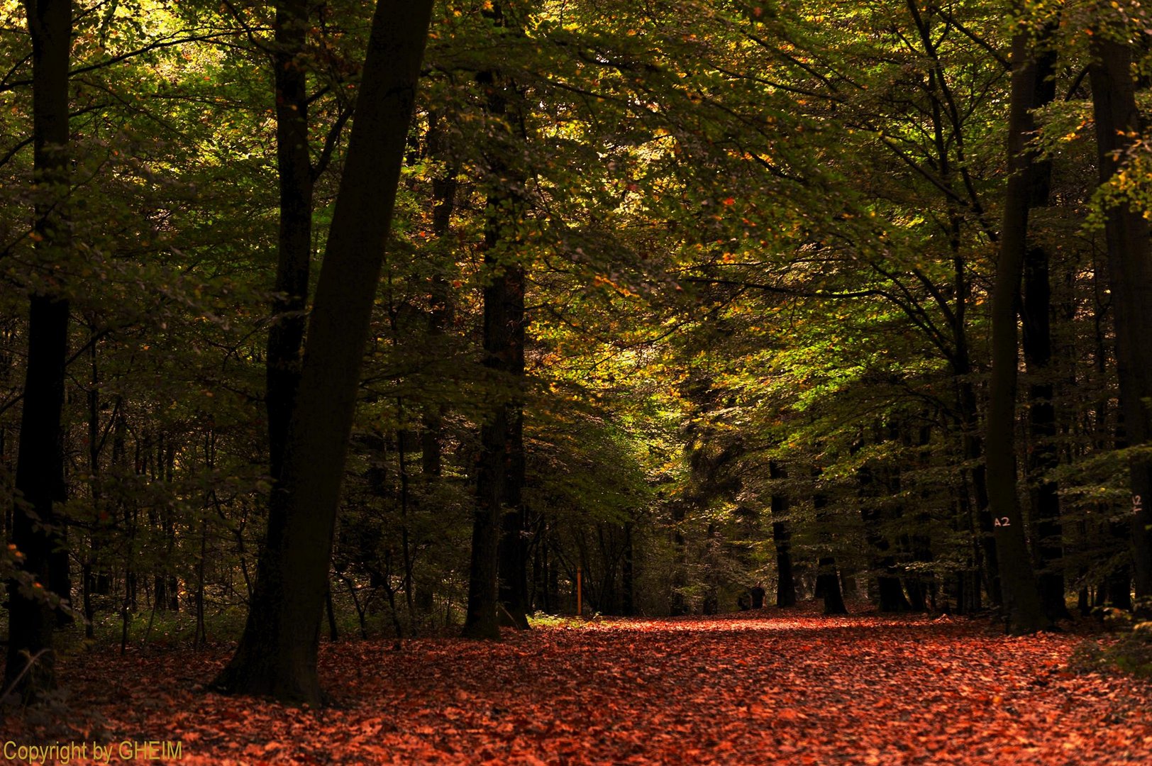 Herbstwald