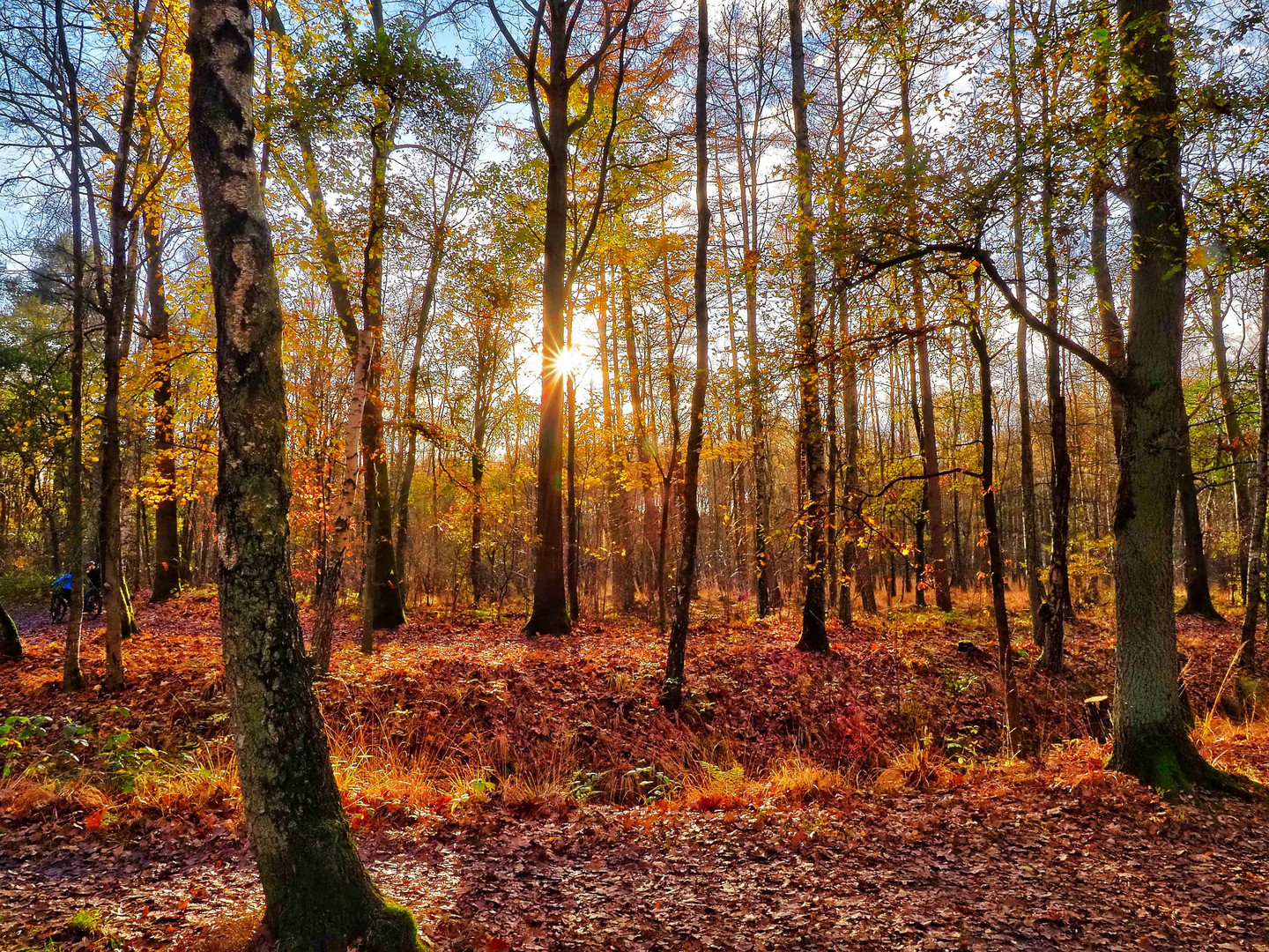 Herbstwald