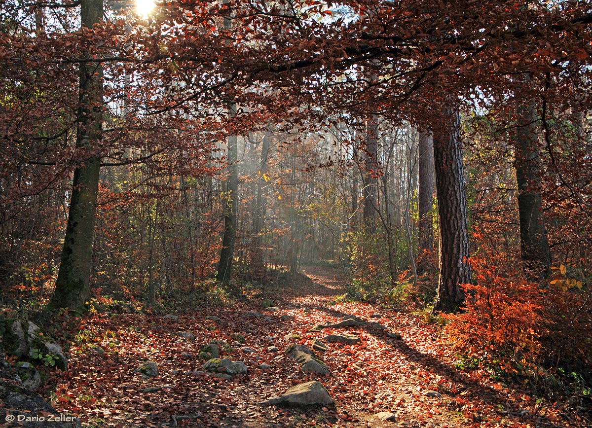 Herbstwald