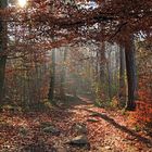 Herbstwald