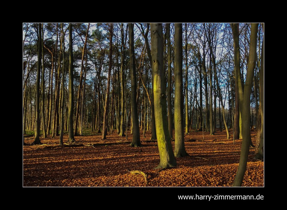 Herbstwald