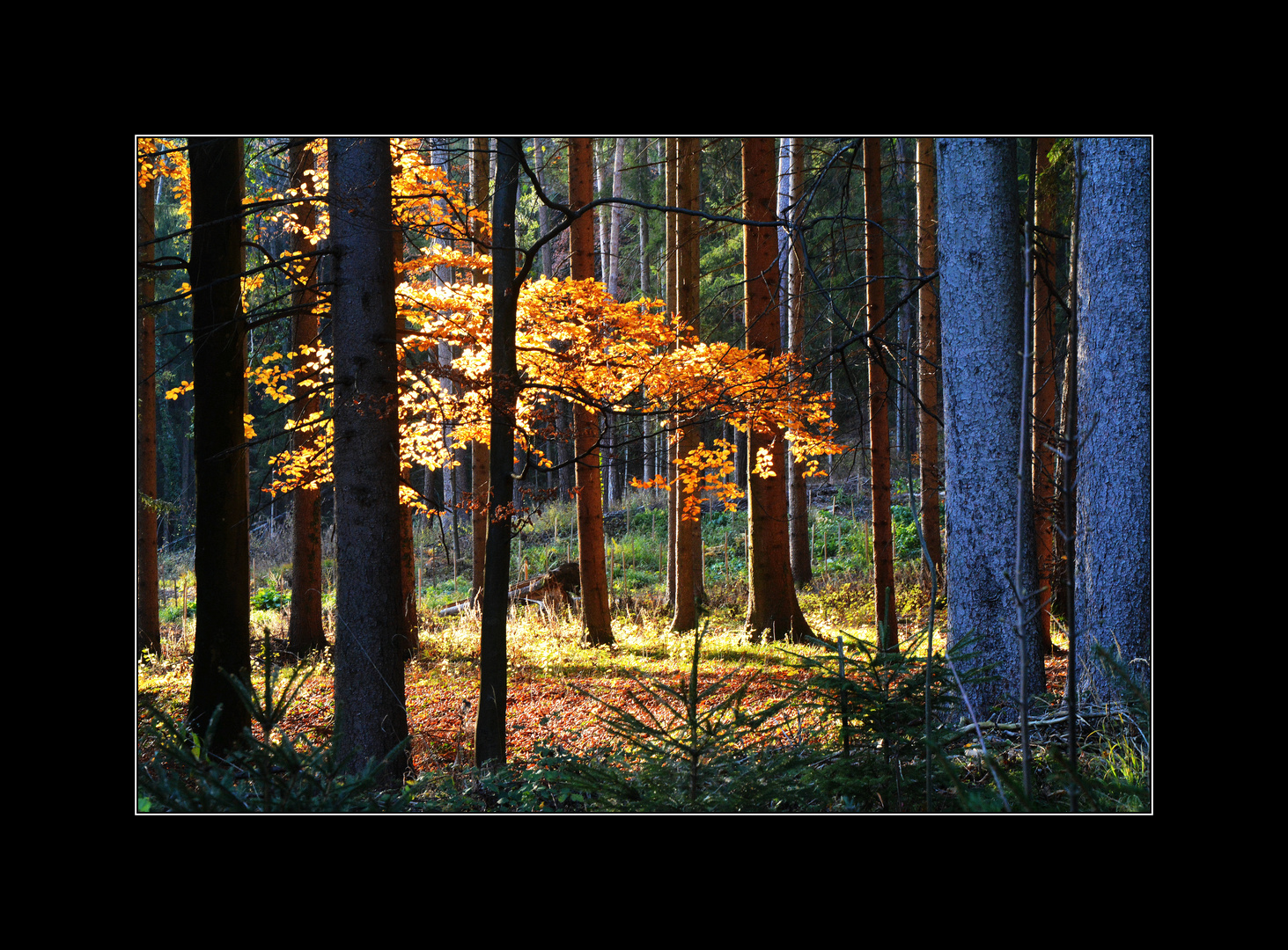 Herbstwald