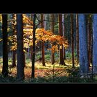 Herbstwald