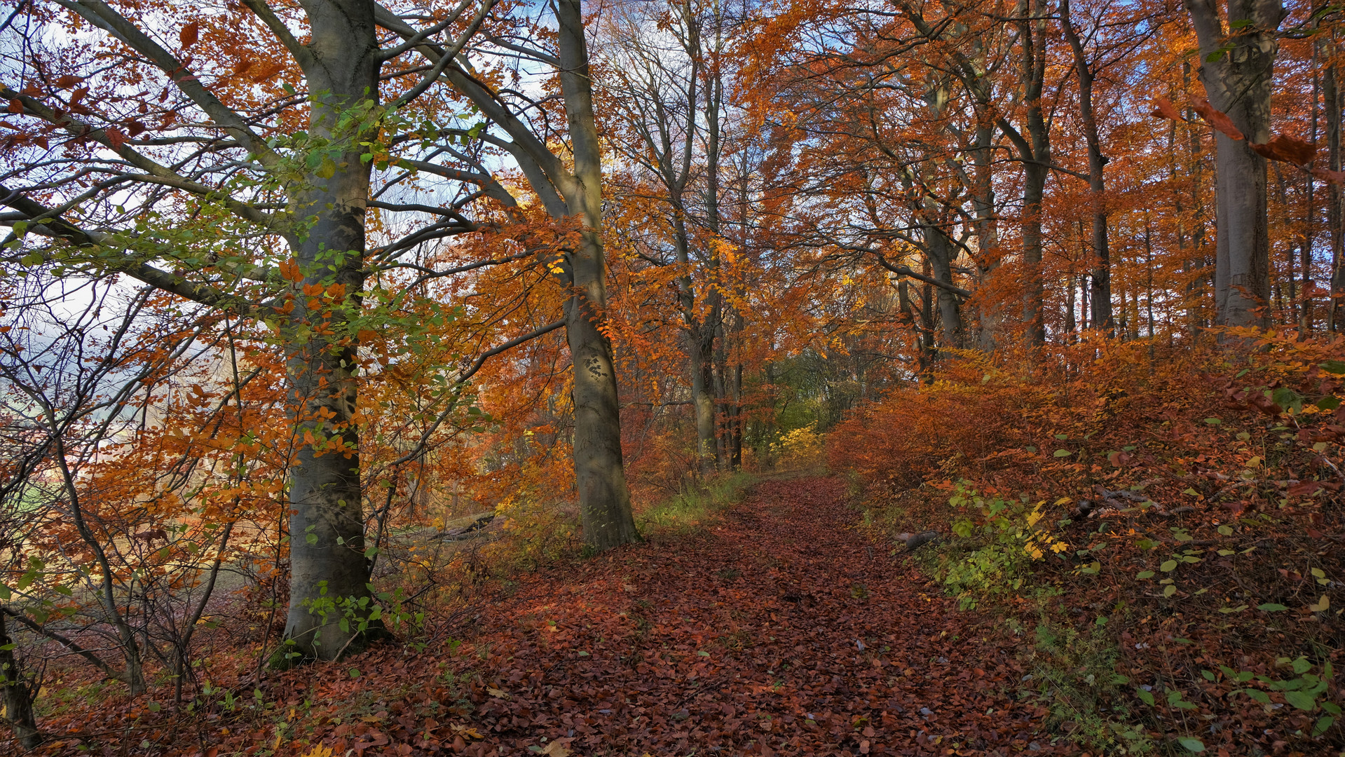 Herbstwald