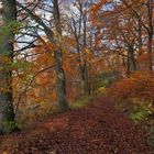 Herbstwald