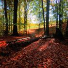 Herbstwald