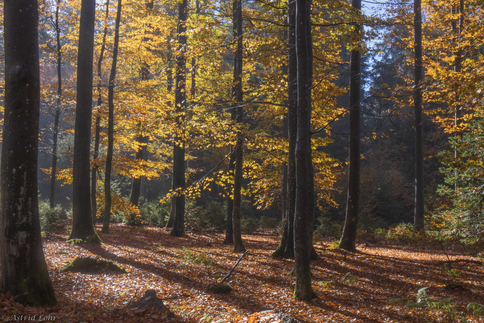 Herbstwald