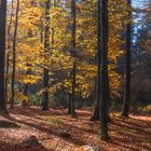 Herbstwald