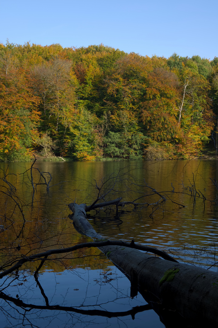 Herbstwald