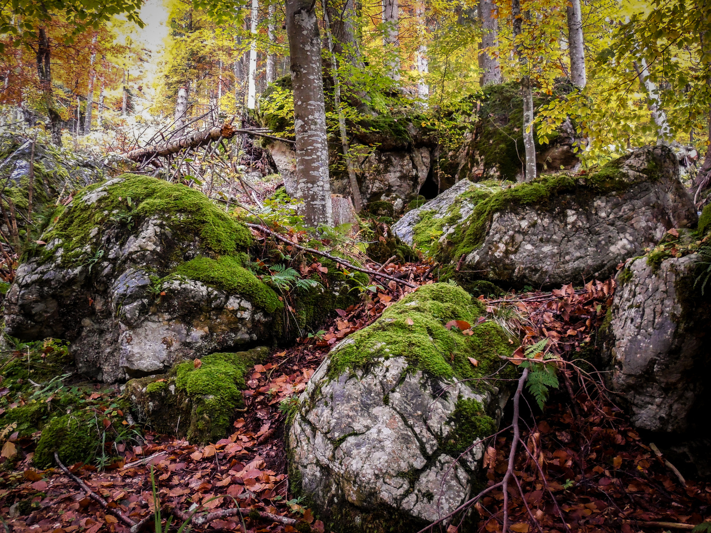 Herbstwald