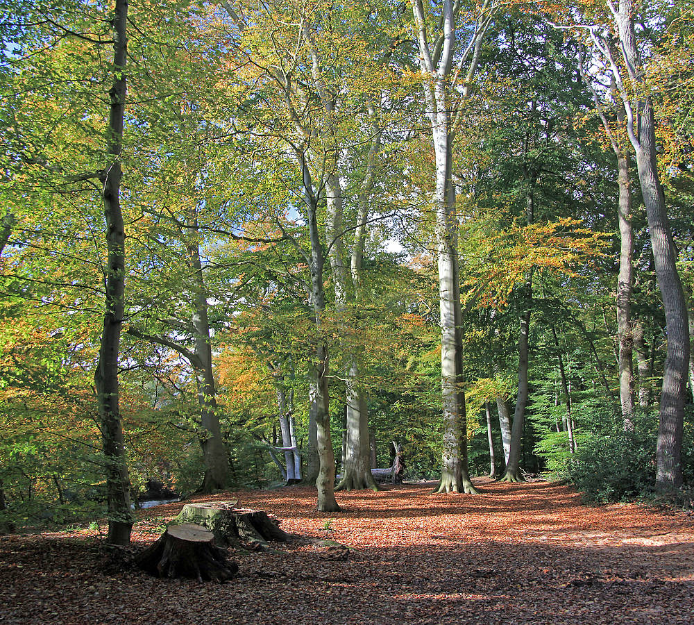 Herbstwald