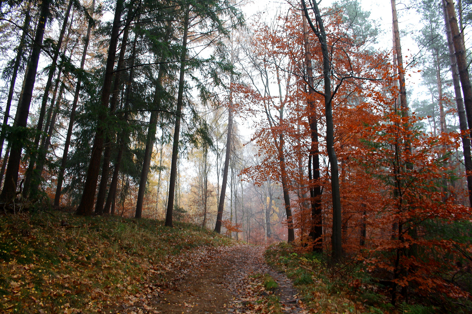 Herbstwald