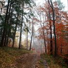 Herbstwald