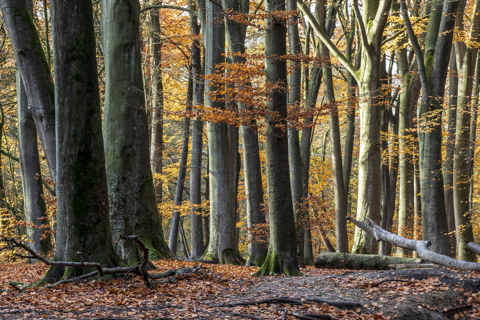 Herbstwald