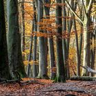 Herbstwald