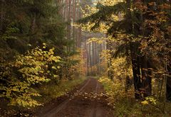 Herbstwald