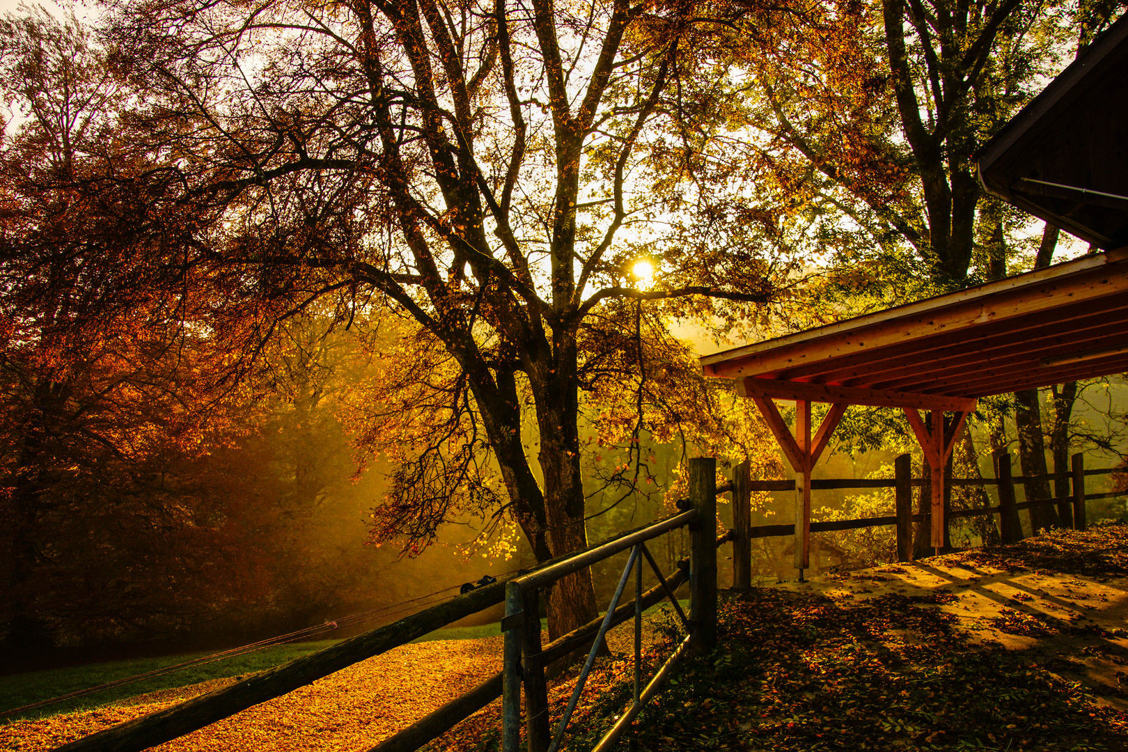 Herbstwald