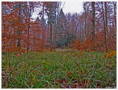 Herbstwald